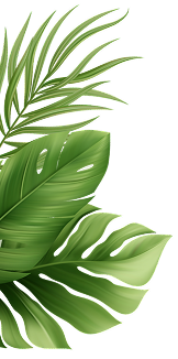 Green tropical leaves on a black background.